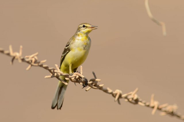 Bergeronnette citrine / Citrine Wagtail